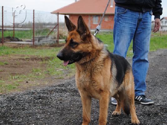 german shepherd